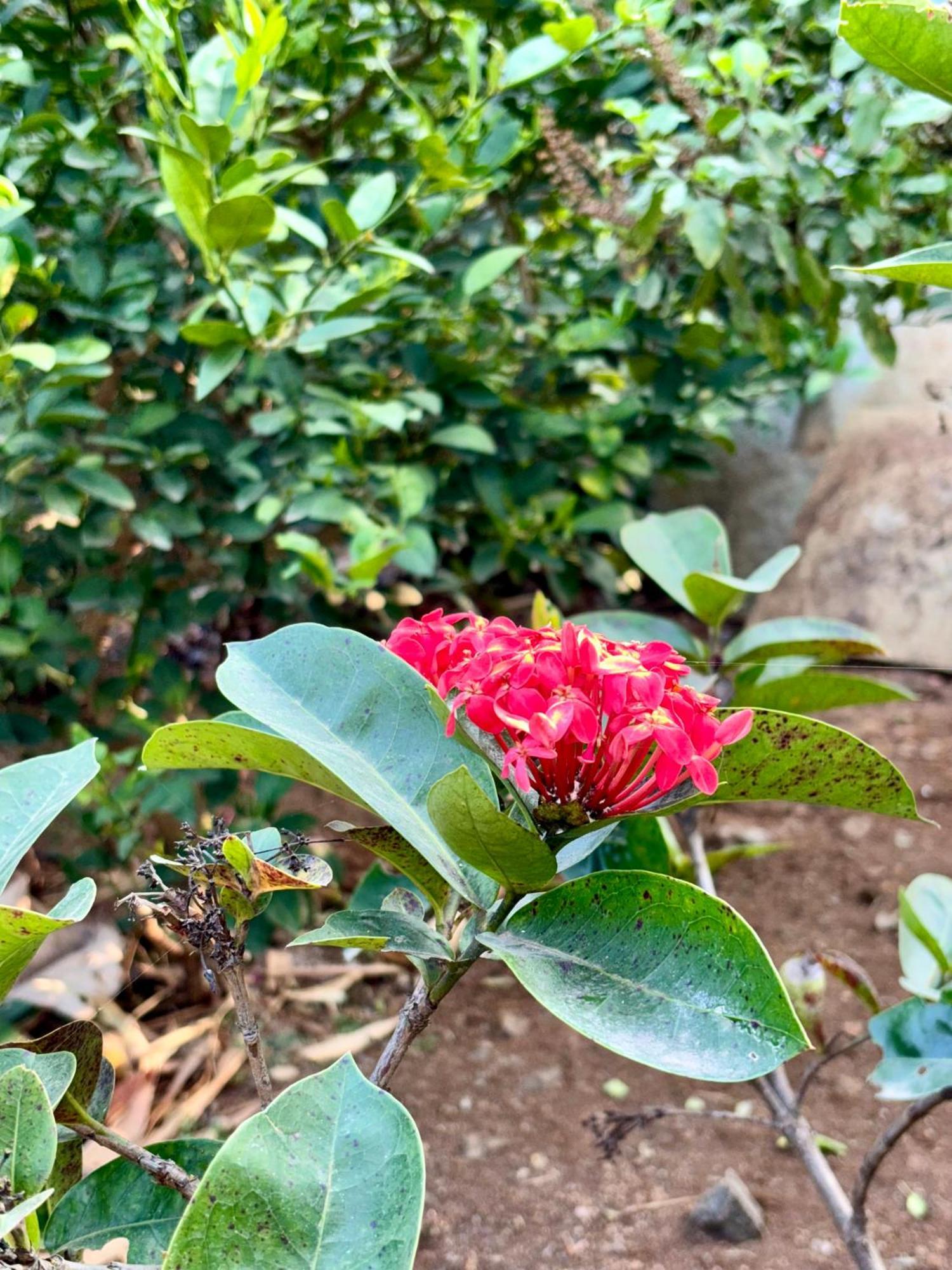 Mrudgandh Kelawade Pune